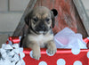 English Bulldog/ Puggle For Sale Sugarcreek, OH Female- Sunshine