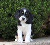 Beagle Mix For Sale Sugarcreek, OH Female- Angie