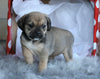 English Bulldog/ Puggle For Sale Sugarcreek, OH Female- Sunshine