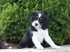 Beagle Mix For Sale Sugarcreek, OH Female- Angie