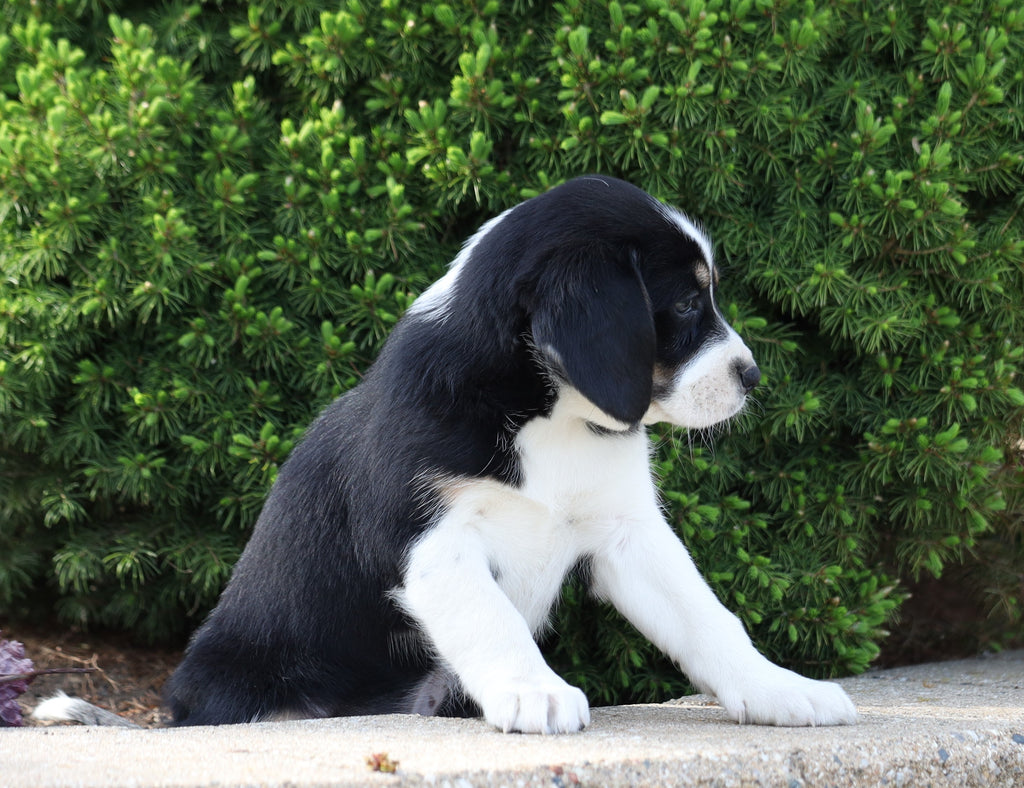 Beagle Mix For Sale Sugarcreek, OH Female Angie AC Puppies LLC