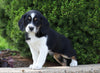 Beagle Mix For Sale Sugarcreek, OH Female- Angie