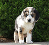 Australian Shepherd Mix For Sale Sugarcreek, OH Female- Summer