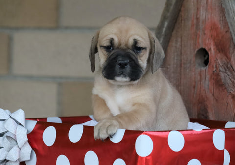 English Bulldog/ Puggle For Sale Sugarcreek, OH Female- Layla