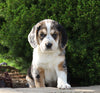 Australian Shepherd Mix For Sale Sugarcreek, OH Female- Summer