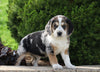 Australian Shepherd Mix For Sale Sugarcreek, OH Female- Summer