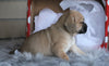 English Bulldog/ Puggle For Sale Sugarcreek, OH Female- Layla