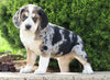 Australian Shepherd Mix For Sale Sugarcreek, OH Female- Summer
