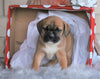 English Bulldog/ Puggle For Sale Sugarcreek, OH Male- Gunner