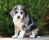 Australian Shepherd Mix For Sale Sugarcreek, OH Female- Summer