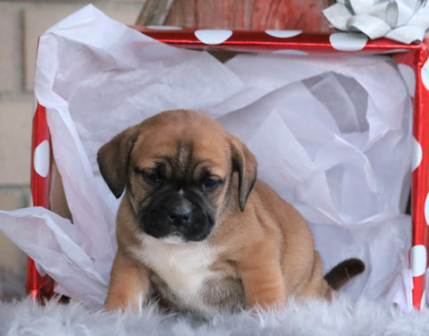 English Bulldog/ Puggle For Sale Sugarcreek, OH Male- Gunner