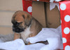 English Bulldog/ Puggle For Sale Sugarcreek, OH Male- Gunner