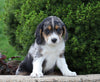 Australian Shepherd Mix For Sale Sugarcreek, OH Male- Wallace