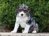 Australian Shepherd Mix For Sale Sugarcreek, OH Male- Wallace