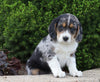 Australian Shepherd Mix For Sale Sugarcreek, OH Male- Wallace