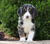Beagle Mix For Sale Sugarcreek, OH Male- Alex