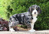 Beagle Mix For Sale Sugarcreek, OH Male- Alex