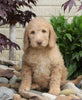 F1B Standard Labradoodle For Sale Millersburg, OH Female- Cali