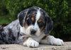 Beagle Mix For Sale Sugarcreek, OH Male- Hunter