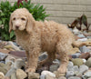 F1B Standard Labradoodle For Sale Millersburg, OH Female- Cali