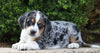Beagle Mix For Sale Sugarcreek, OH Male- Hunter