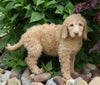 F1B Standard Labradoodle For Sale Millersburg, OH Female- Cali