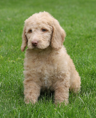 F1B Standard Labradoodle For Sale Millersburg, OH Female- Cali