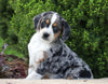 Beagle Mix For Sale Sugarcreek, OH Male- Hunter