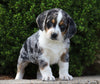 Beagle Mix For Sale Sugarcreek, OH Male- Hunter