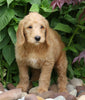 F1B Standard Labradoodle For Sale Millersburg, OH Female- Cheyenne