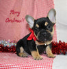 AKC Registered French Bulldog For Sale Danville OH Male-Vasko CHRISTMAS SPECIAL