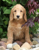 F1B Standard Labradoodle For Sale Millersburg, OH Female- Cheyenne