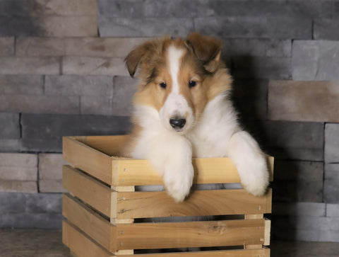 Golden Collie For Sale Fredericksburg, OH Male- Dustin