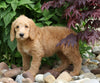 F1B Standard Labradoodle For Sale Millersburg, OH Female- Cheyenne