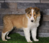 Golden Collie For Sale Fredericksburg, OH Male- Dustin
