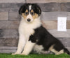 Golden Collie For Sale Fredericksburg, OH Male- Derick
