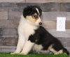 Golden Collie For Sale Fredericksburg, OH Male- Derick