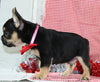 AKC Registered French Bulldog For Sale Danville OH Male-Vasko CHRISTMAS SPECIAL