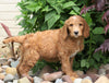 F1B Standard Labradoodle For Sale Millersburg, OH Male- Clifford