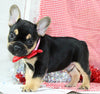 AKC Registered French Bulldog For Sale Danville OH Male-Vasko CHRISTMAS SPECIAL