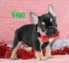 AKC Registered French Bulldog For Sale Danville OH Male-Vasko CHRISTMAS SPECIAL
