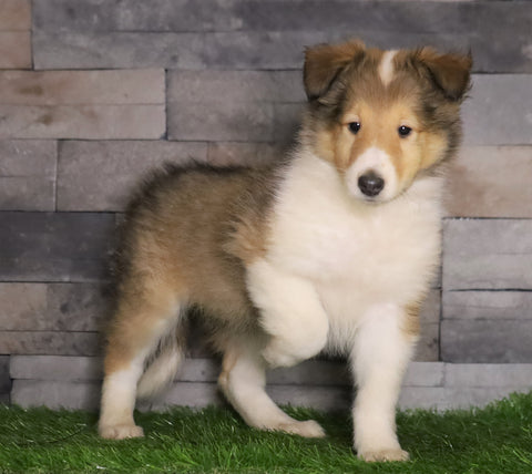 Golden Collie For Sale Fredericksburg, OH Female- Debbie