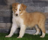 Golden Collie For Sale Fredericksburg, OH Male- Dewey