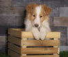 Golden Collie For Sale Fredericksburg, OH Male- Dewey