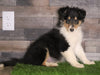 Collie For Sale Fredericksburg, OH Male- Duke