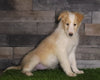 Golden Collie For Sale Fredericksburg, OH Female- Daisy