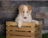 Golden Collie For Sale Fredericksburg, OH Female- Daisy