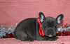AKC French Bulldog For Sale Danville OH Female-Venesa CHRISTMAS SPECIAL