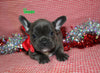 AKC French Bulldog For Sale Danville OH Female-Venesa CHRISTMAS SPECIAL