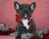 AKC French Bulldog For Sale Danville OH Female-Venesa CHRISTMAS SPECIAL
